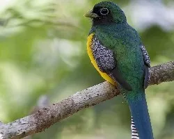 Trogon rufus