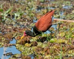 Jacana jacana