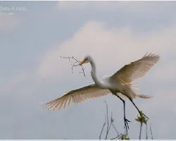 Ardea alba