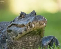 Caiman yacare