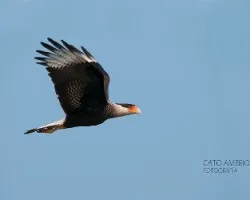 Caracara plancus