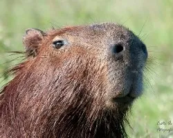 Hydrochoerus hydrochaeris