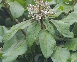 Oreopanax oerstedianus