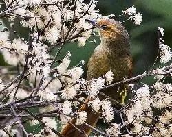 Cranioleuca erythrops