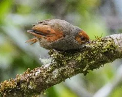 Cranioleuca erythrops