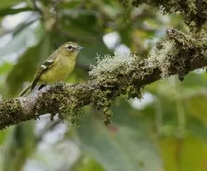 Vireo carmioli