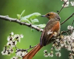 Cranioleuca erythrops