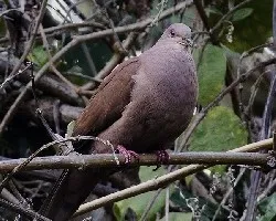 Patagioenas subvinacea