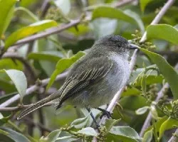 Zimmerius vilissimus