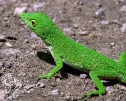 Polychrus gutturosus