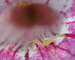 Araña en pito catalán