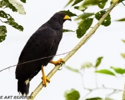 Buteogallus anthracinus