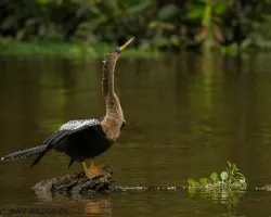 Anhinga anhinga