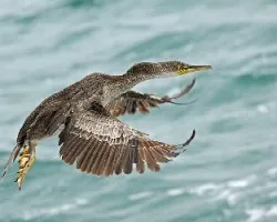 Phalacrocorax carbo