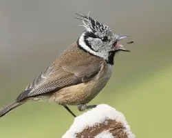 Lophophanes cristatus