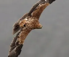 Buteo buteo