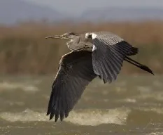 Ardea cinerea