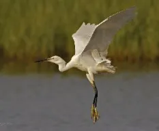 Ardea alba