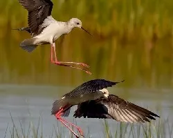 Himantopus himantopus