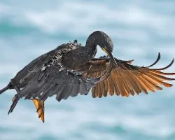Phalacrocorax carbo