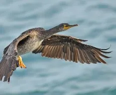 Phalacrocorax carbo