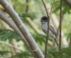 Pachyramphus aglaiae