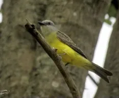 Tyrannus melancholicus