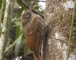 Lepidocolaptes affinis