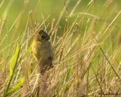 Sporophila torqueola