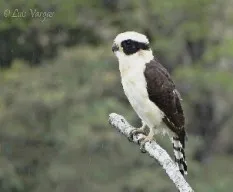 Herpetotheres cachinnans