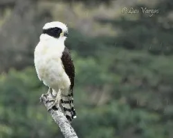 Herpetotheres cachinnans