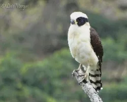 Herpetotheres cachinnans