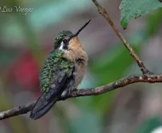 Lampornis calolaemus