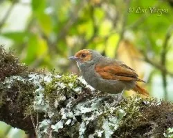 Cranioleuca erythrops