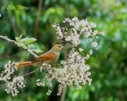 Cranioleuca erythrops