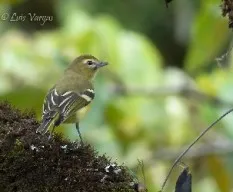 Vireo carmioli