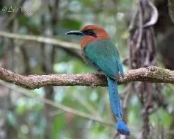 Electron platyrhynchum