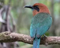 Electron platyrhynchum