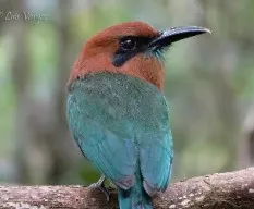 Electron platyrhynchum