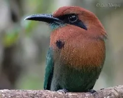 Electron platyrhynchum