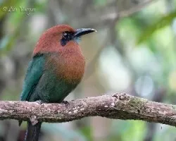 Electron platyrhynchum