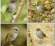 Catharus gracilirostris