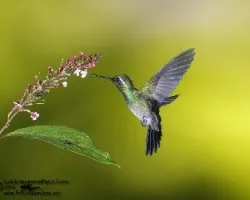 Lampornis calolaemus