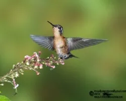 Lampornis calolaemus