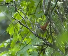 Thryothorus rufalbus