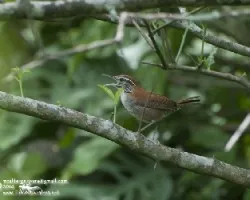 Thryothorus rufalbus