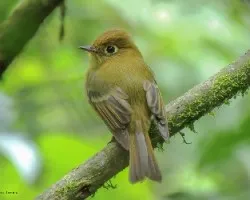 Empidonax flavescens