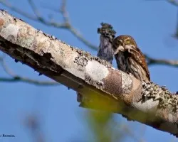 Glaucidium brasilianum
