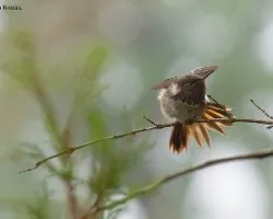 Selasphorus flammula