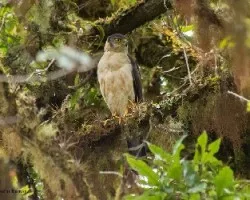 Accipiter bicolor